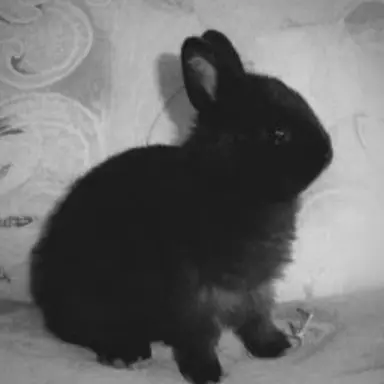 Profile image of V