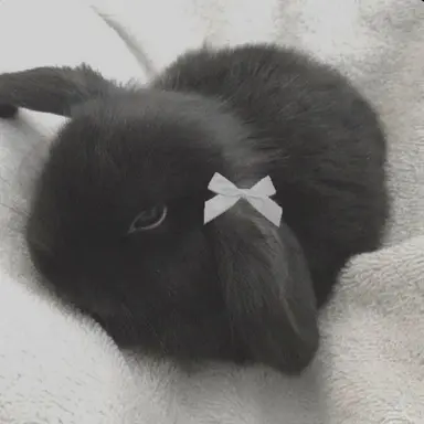 Profile image of JK