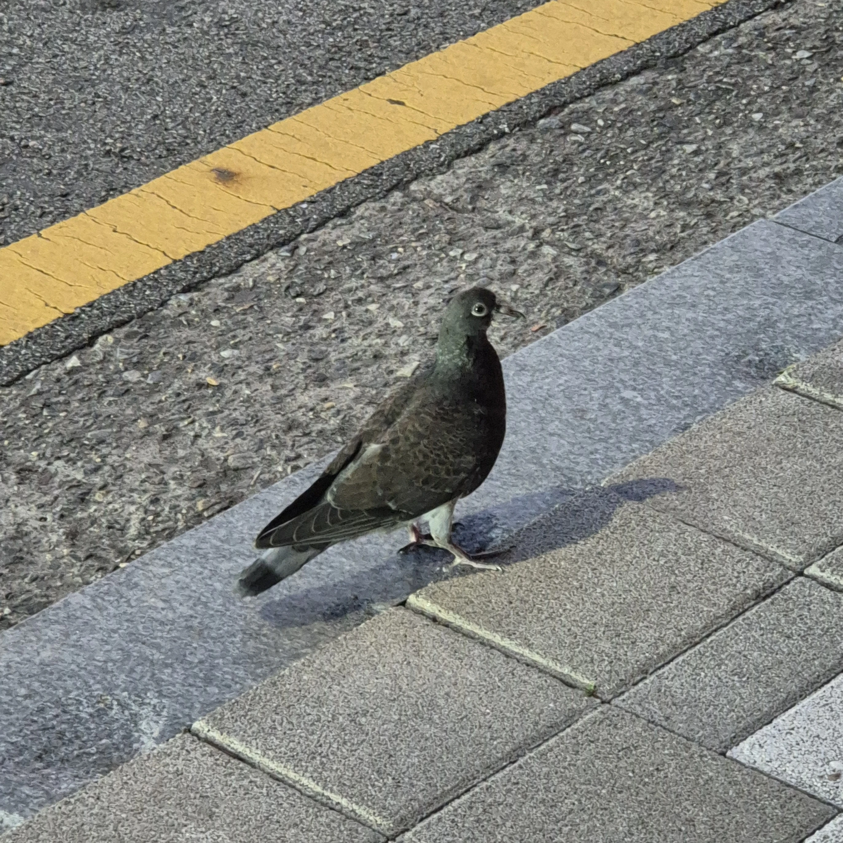 백호환