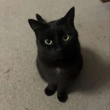 Profile image of 쿠로