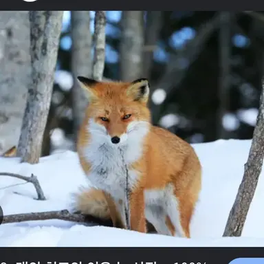Profile image of 여우