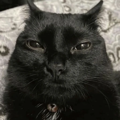 느끼한 고양이