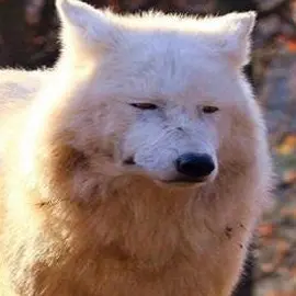 Profile image of 울프