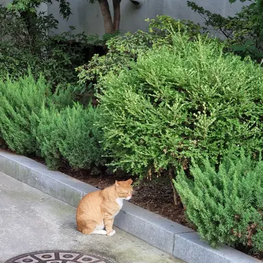 Profile image of 해설