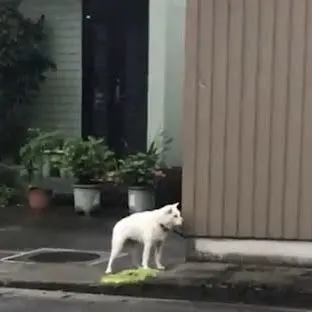 Profile image of The Dog That Says Yon