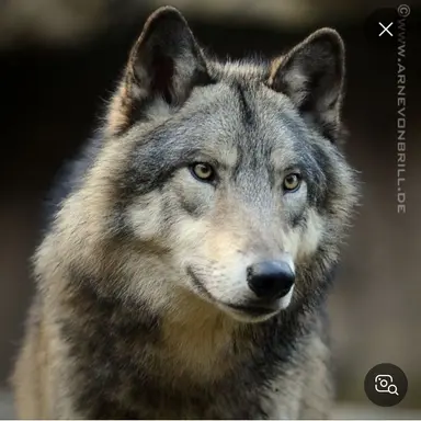 Profile image of 늑대