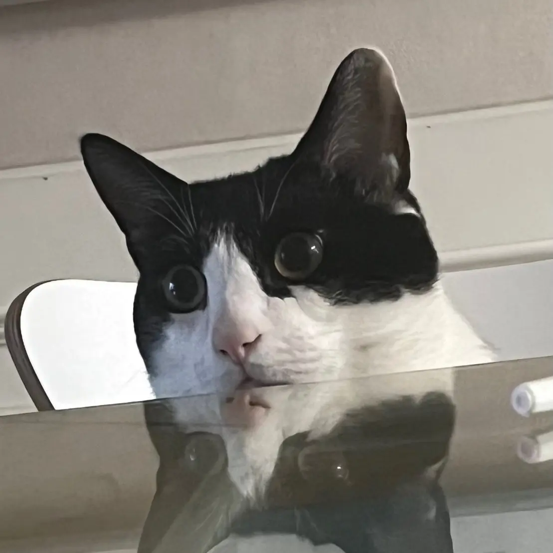 SureSour9240의 사춘기 온 뮤