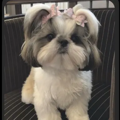 Profile image of Lilly