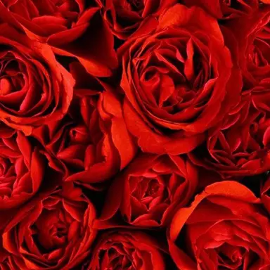 Profile image of 山田涼介