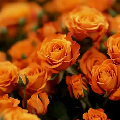 Profile image of 有岡大貴