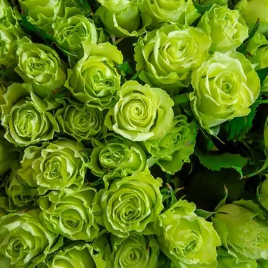 Profile image of 薮宏太