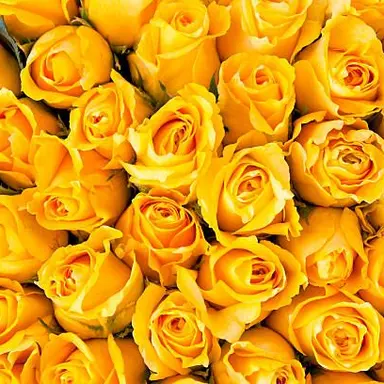 Profile image of 八乙女光