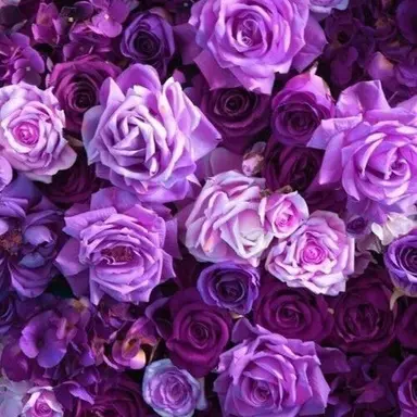 Profile image of 高木雄也