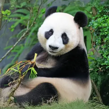 Profile image of 판다