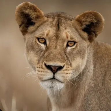 Profile image of Lilly