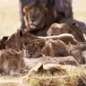 Profile image of Lion Pride