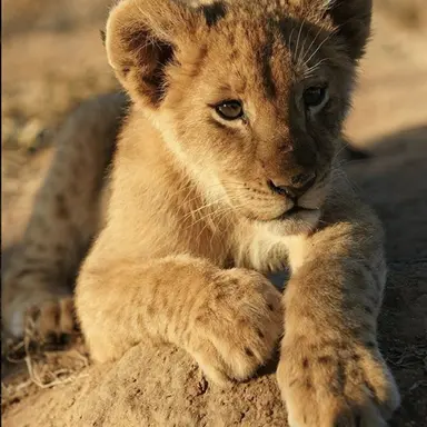 Profile image of Leo