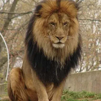 Profile image of Khejij