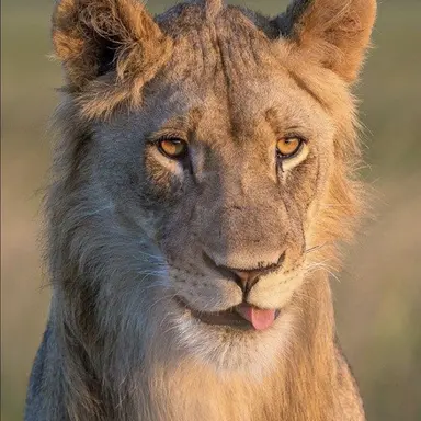 Profile image of Luis