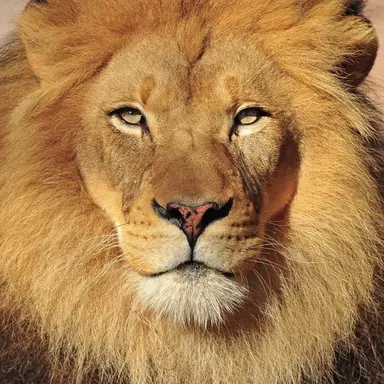Profile image of Kash