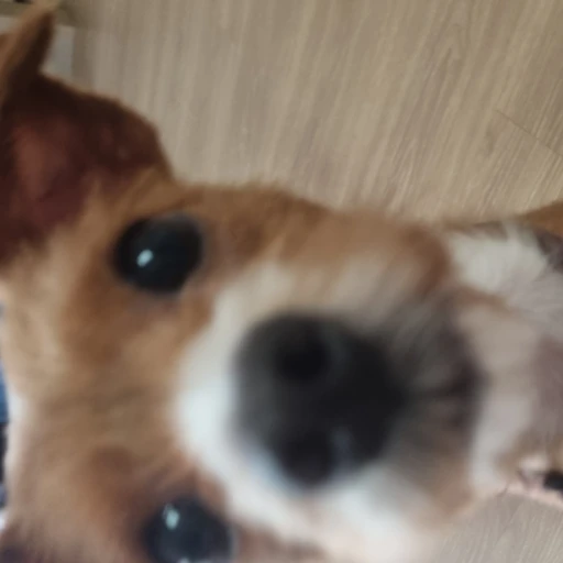 구찌