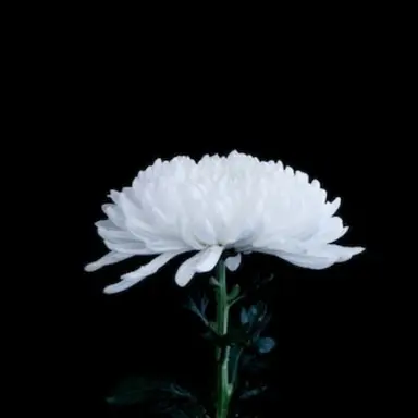Profile image of 서이안