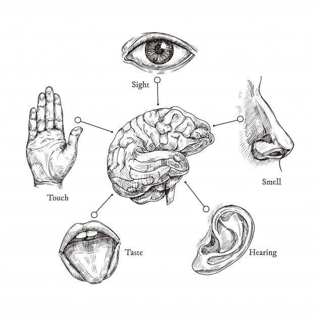 FIVE SENSE GAME(오감게임)