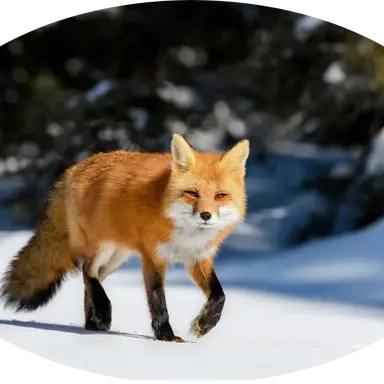 Profile image of 여우