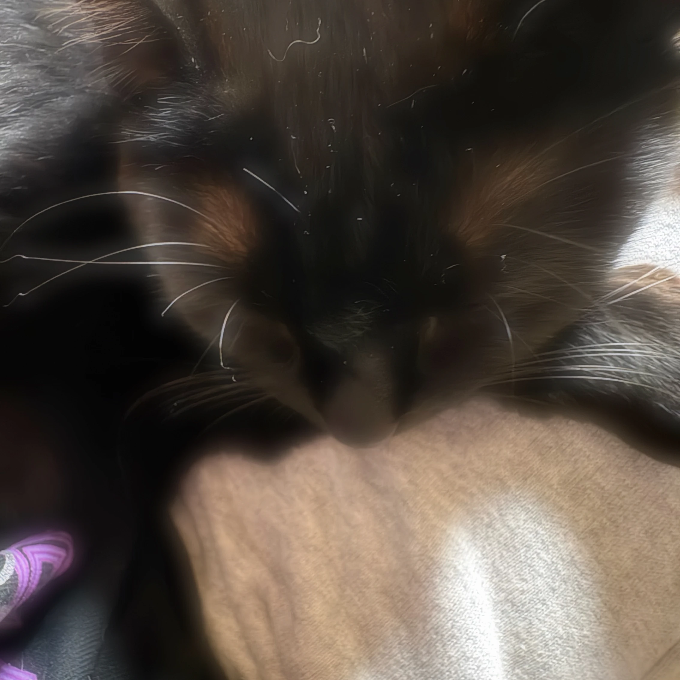 たつや
