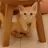 かれん
