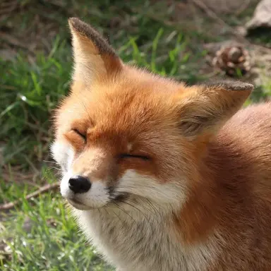 Profile image of 여우