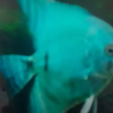 Profile image of 엔젤피쉬