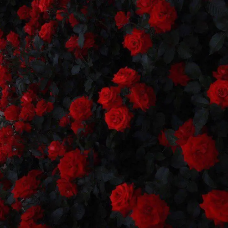 Nya_ra_nyang의 베르