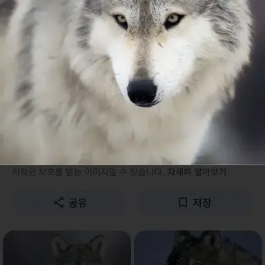 Profile image of 늑대