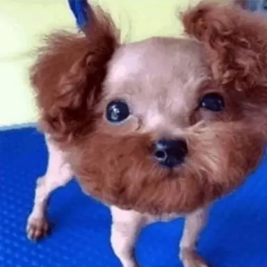 Profile image of 激怒する野良犬