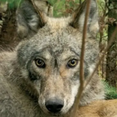 Profile image of 늑대