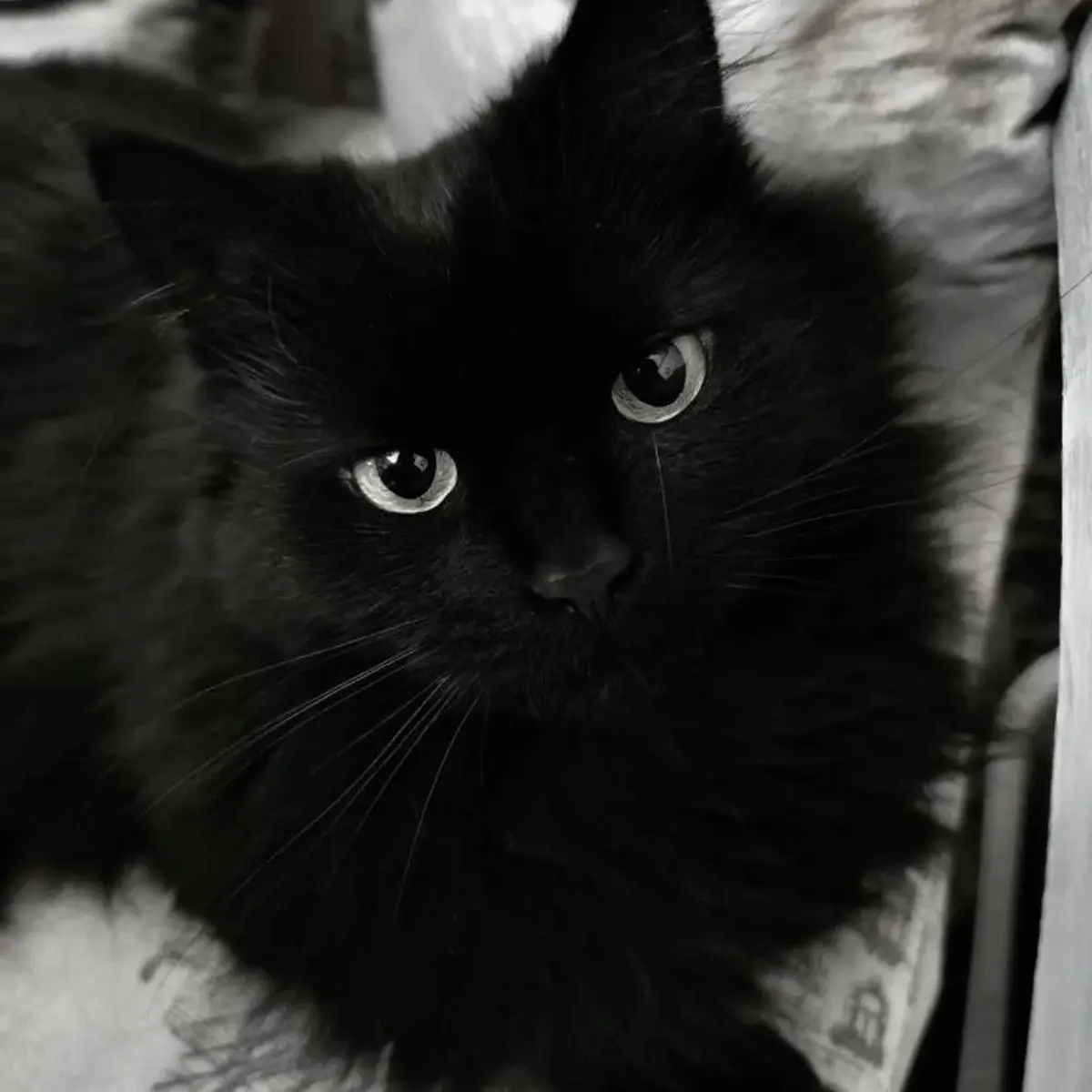 BlueMonth5472의 のちゃん