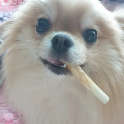 곰순이