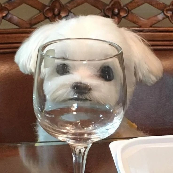 강아지