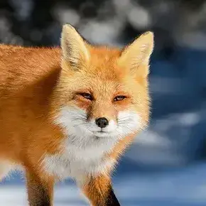 Profile image of 여우