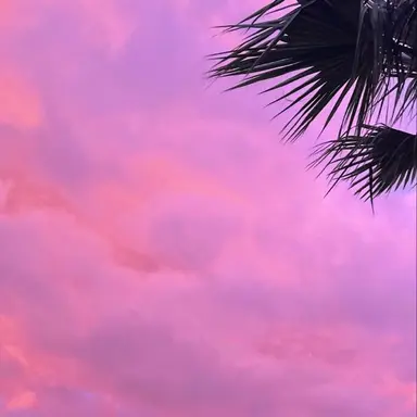Profile image of ソルベ
