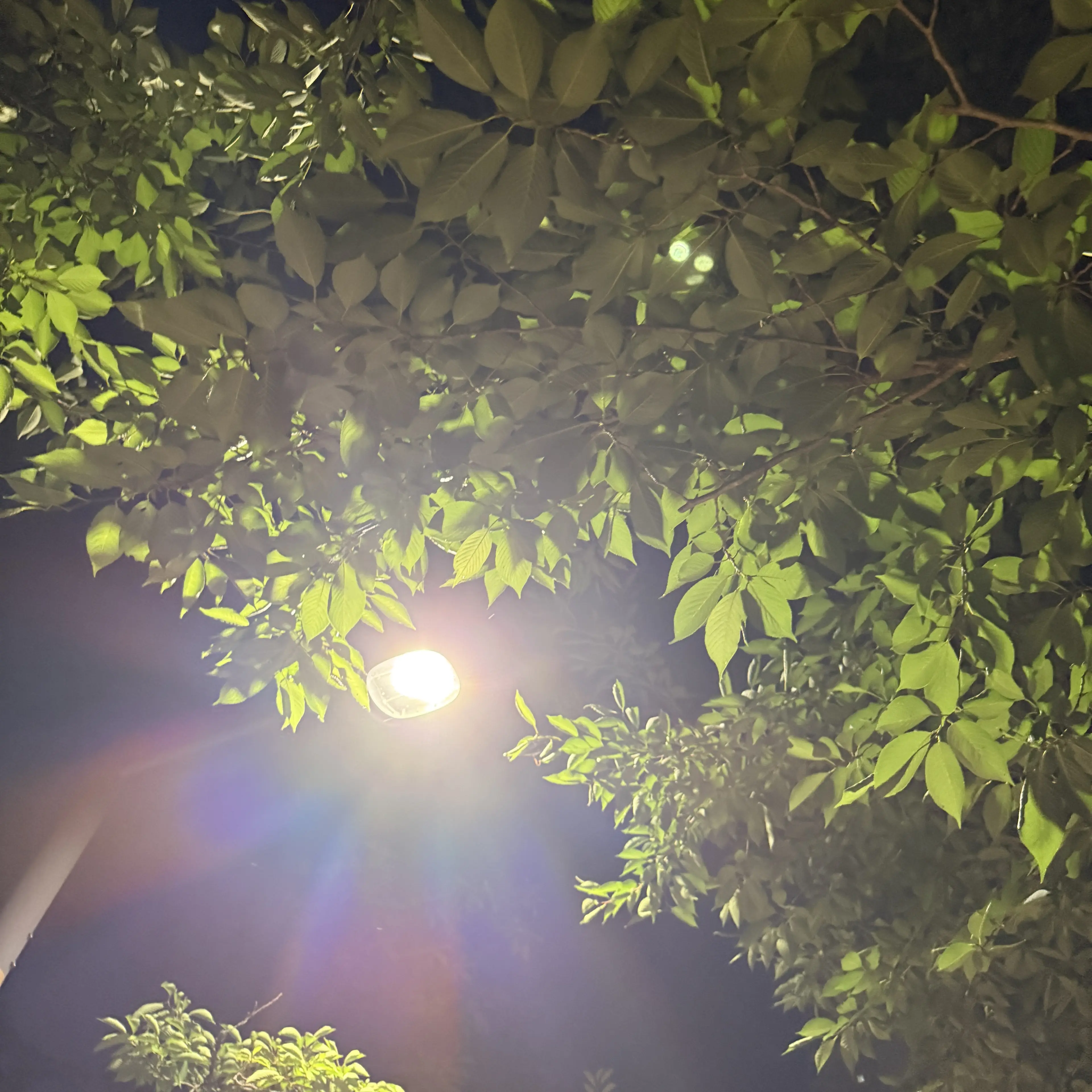 StrongPetal9517의 ㅇㅈㅇ