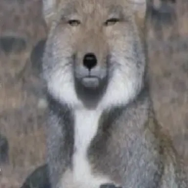 Profile image of Wolf