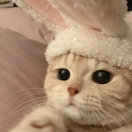 병맛 고양이
