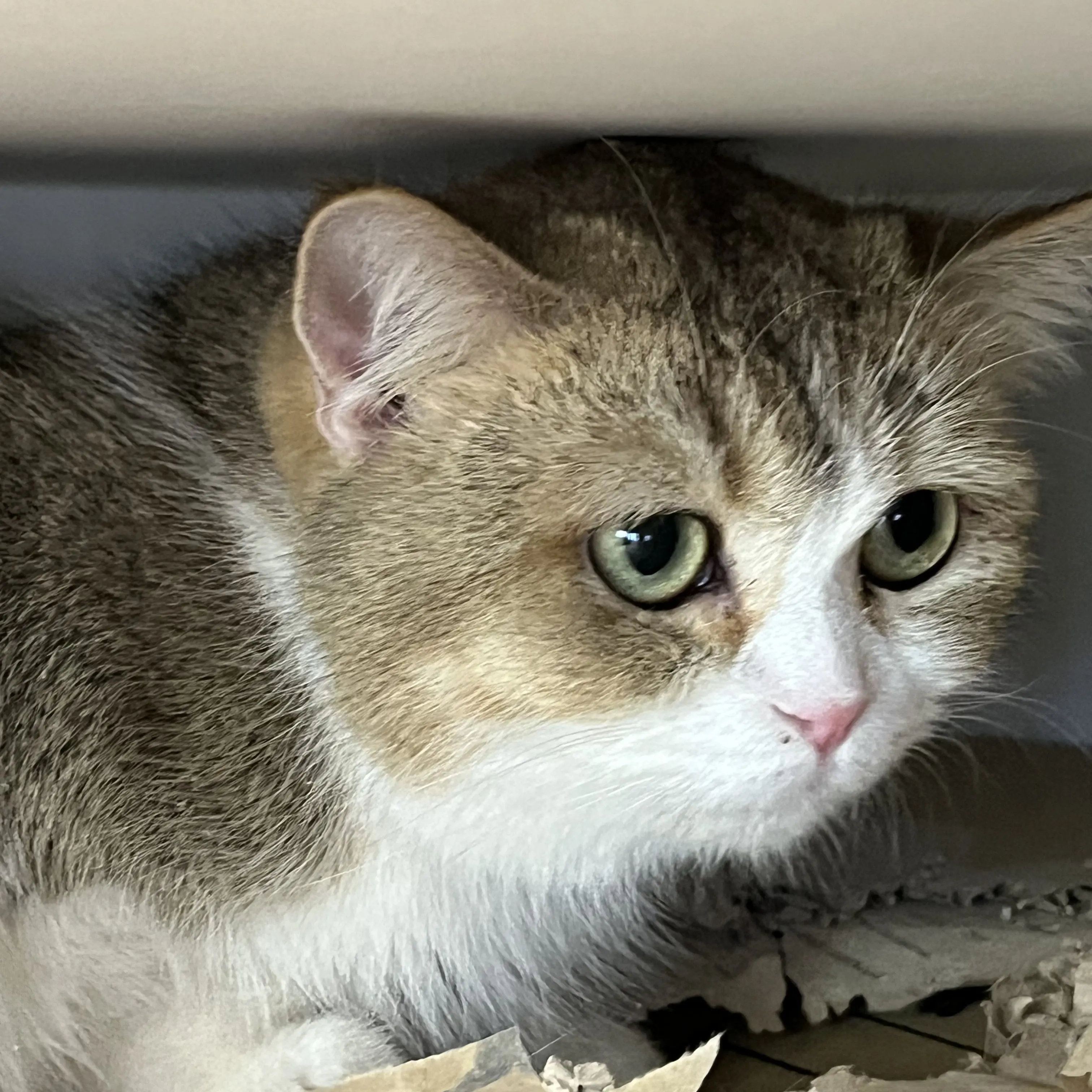 Gykcjd.의 꽥꽥탐험대