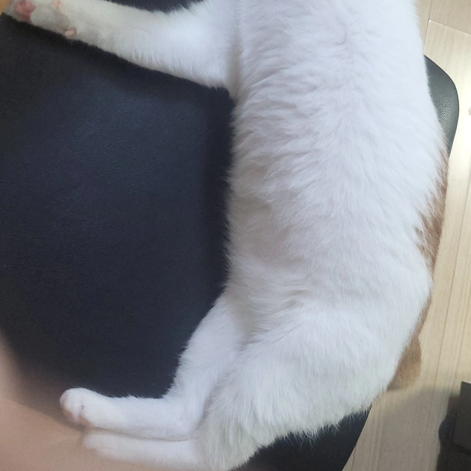 주치의 수리