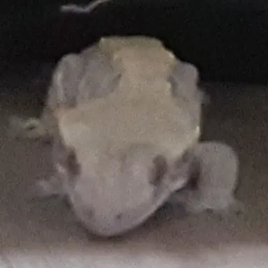 Profile image of 꼬미