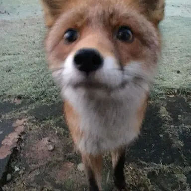 Profile image of 오오카미 여우