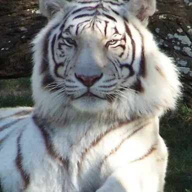 Profile image of 설원