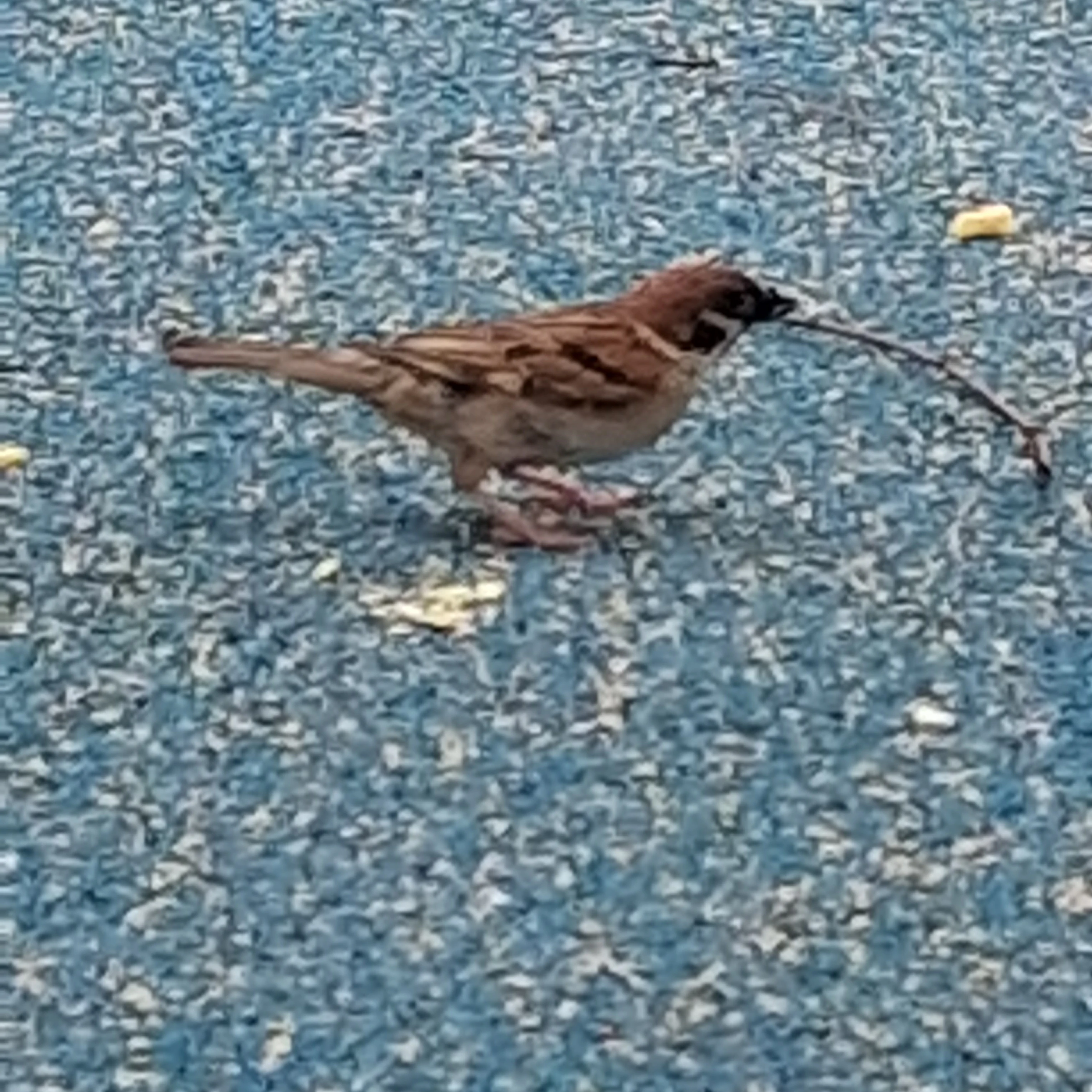오징어게임